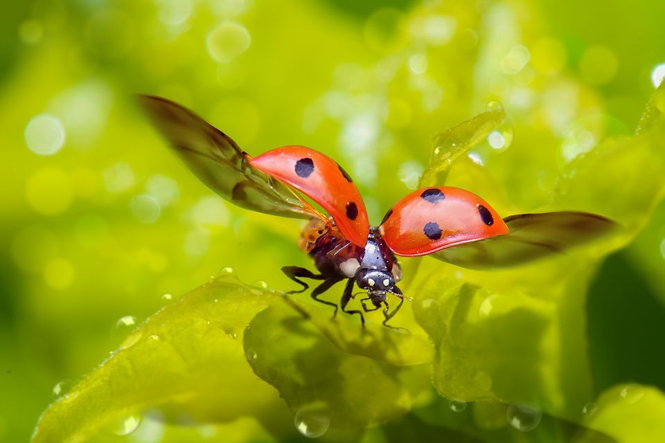 Ladybug Taking Off