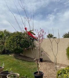 New fruit tree