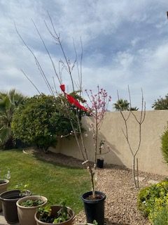 New fruit tree